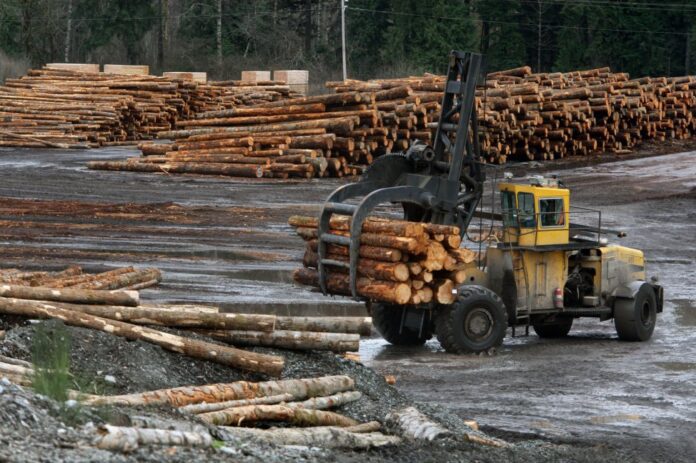 Europes-renewable-energy-initiative-is-bad-news-for-forest-health-scientists-argue