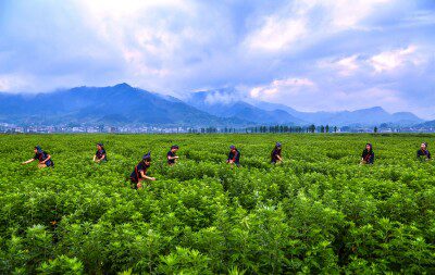 455261-The-farmers-of-Qichun-are-1