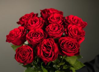 Benefits of Getting Roses Direct from the Farm
