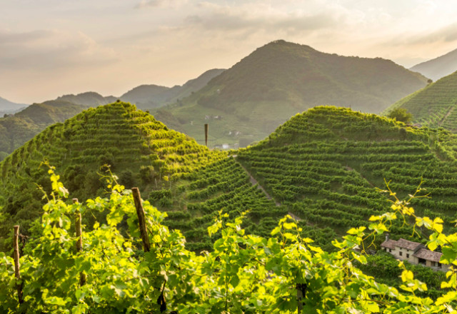 Ciglione terraces in Conegliano Valdobbiadene