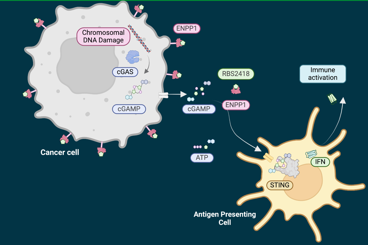 Riboscience Announces Successful Completion of Phase 1a Dose Escalation for RBS2418, a New Anti-Cancer Immunotherapy