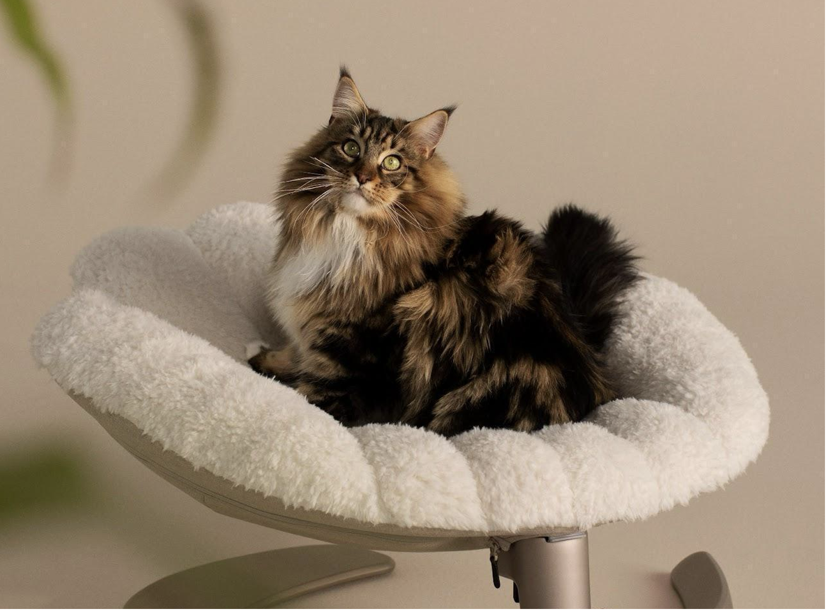 Tavo Unveils the Shell™ – A Pet’s Elevated Sanctuary of Comfort and Style