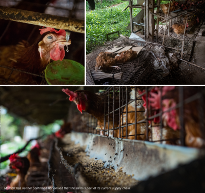 Marriott’s 2025 Cage-Free Pledge in the Spotlight as Field Visit Raises Animal Welfare and Hygiene Concerns