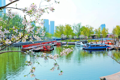From Old Channel to New Garden: How Chaoyang’s “Sakura River” is Dazzling Spring