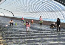 From Coal Mining to Agriculture: An Ecological Initiative at a Chinese Coal Mine