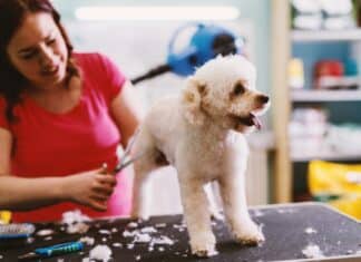 WEEKEND READ: Why The Billion-Pound Pet Economy Isn’t About Animals Anymore — It’s About Loneliness