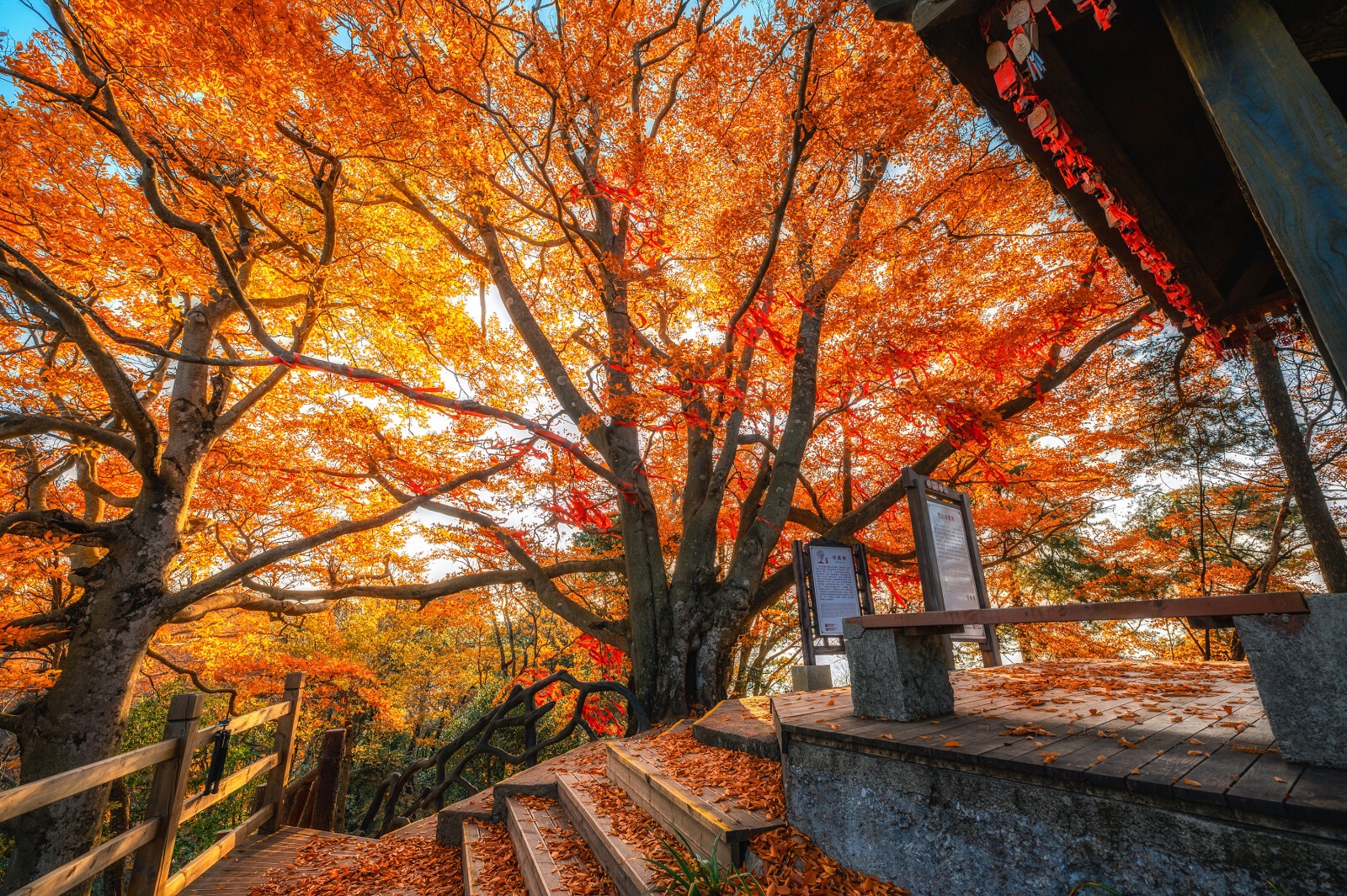 Guangwu Mountain covered in a "red carpet"