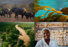 De Beers Group Advances Building Forever Goals with Significant Progress on Livelihoods, Nature, Climate and Provenance
