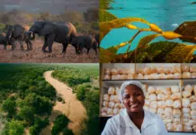 De Beers Group Advances Building Forever Goals with Significant Progress on Livelihoods, Nature, Climate and Provenance